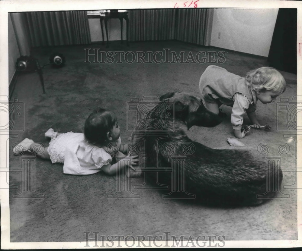 1970 Press Photo German Sherpherds good with children but menace to intruders - Historic Images