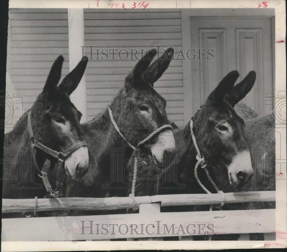 1964 Press Photo Three donkeys tied to a hitching post - hca17593 - Historic Images