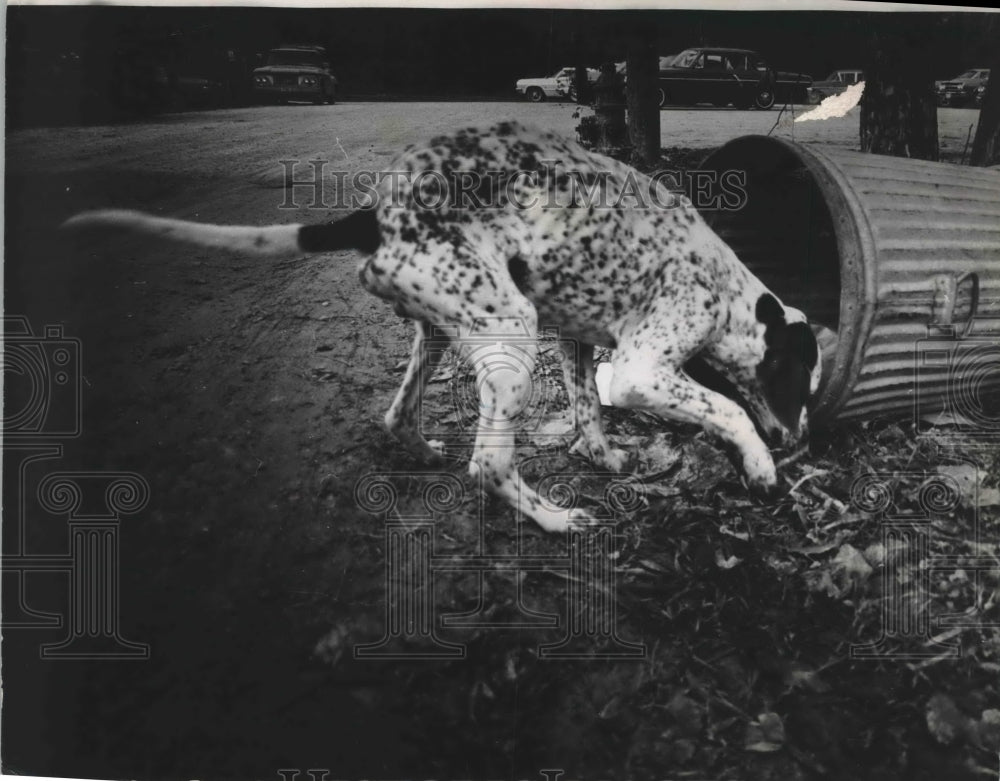 1966 Press Photo Stray Dog Scrounges Garbage Cans For Food, Houston - hca17719 - Historic Images