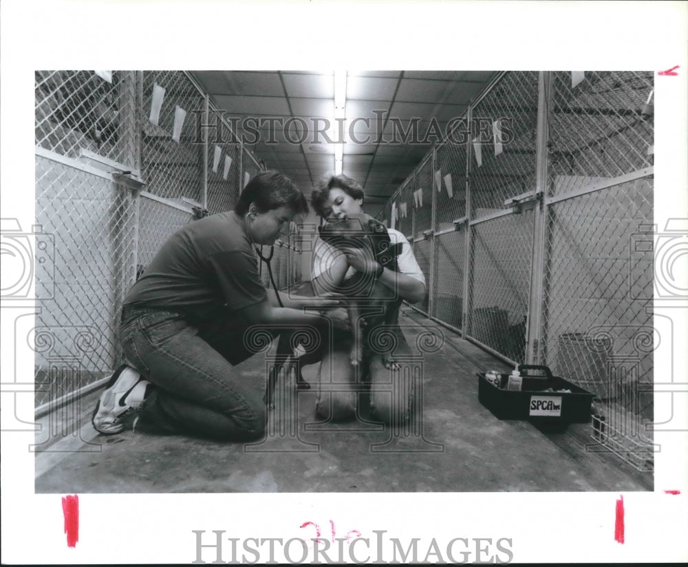 1990 Dr. Robin Robinette &amp; SPCA Employee Cary Lucus Examine Pit Bull - Historic Images