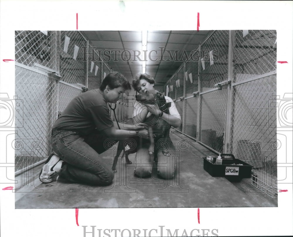 1990 Dr. Robin Robinette & SPCA employee Cary Lucas examine pit bull - Historic Images