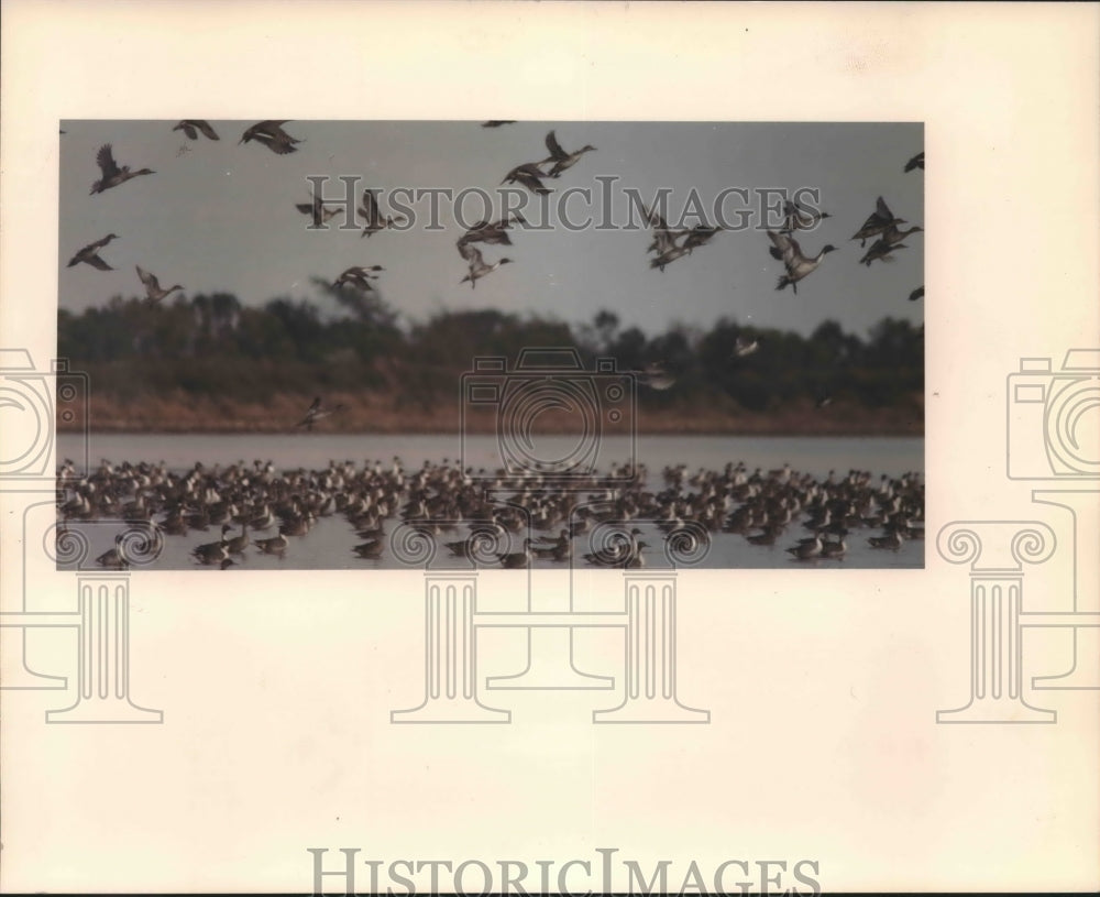 1988 Swarm of ducks on Lake - Historic Images