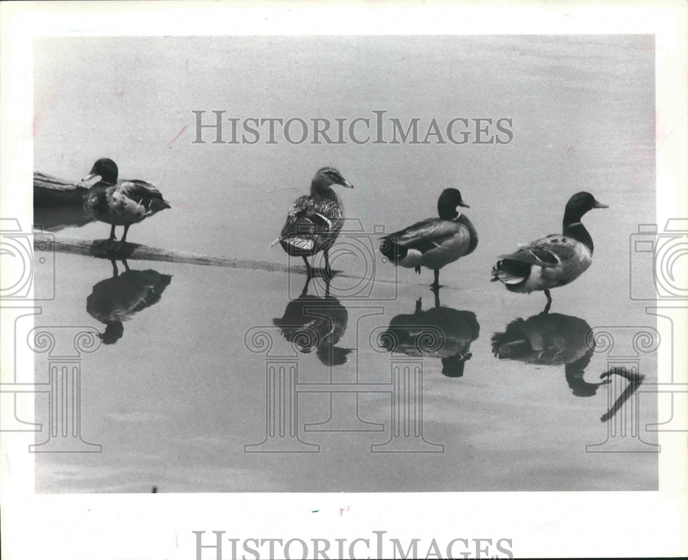 1982 Press Photo Ducks Reflecting Off Waters at Bay Area Park In Clear Lake City - Historic Images
