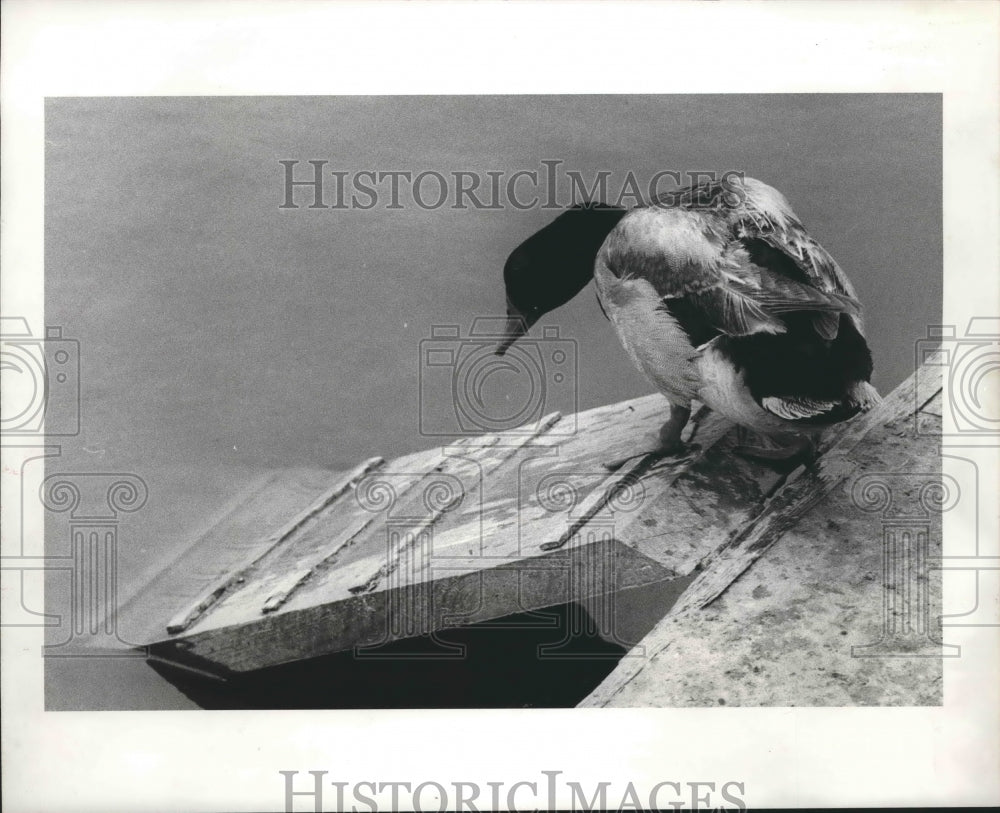 1981 Press Photo Duck Admires Reflection In A Houston Lake. - hca17798 - Historic Images