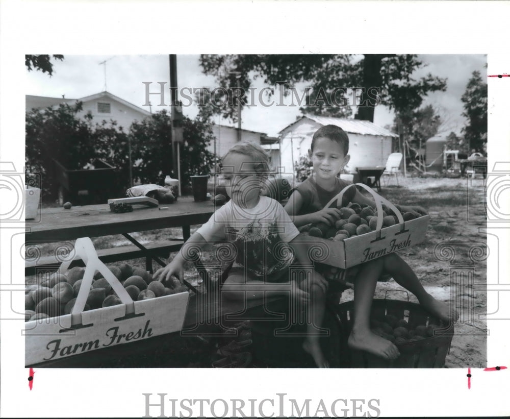1991 Farmers Ryan & Hunter McCauley Inspect Peaches in Texas. - Historic Images