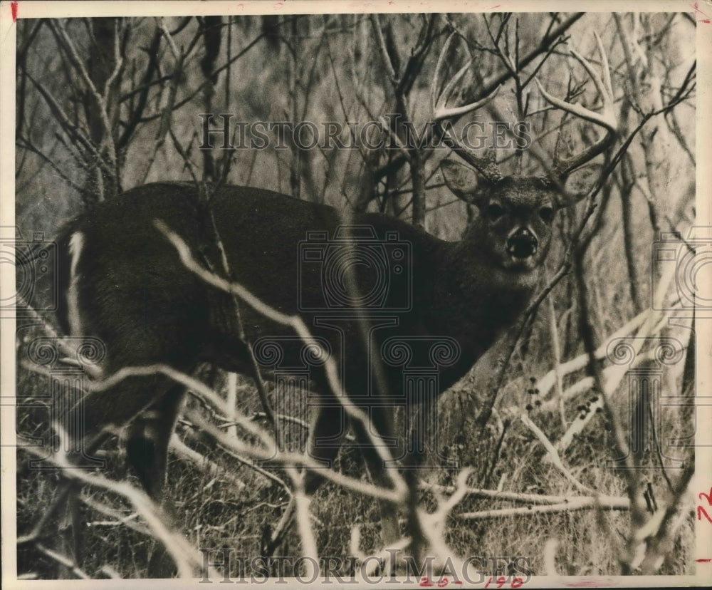 1983 Six-point buck hides in bushes - Historic Images