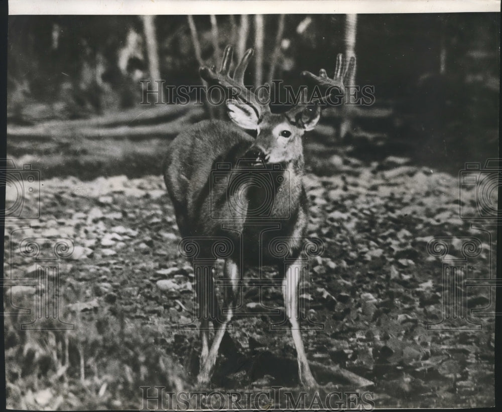 An excellent specimen of deer - Historic Images