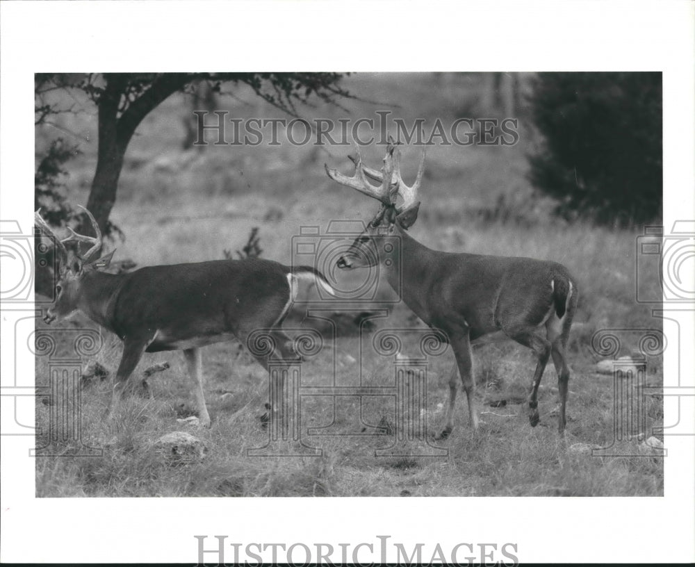 1983 Deer in Woods - Historic Images