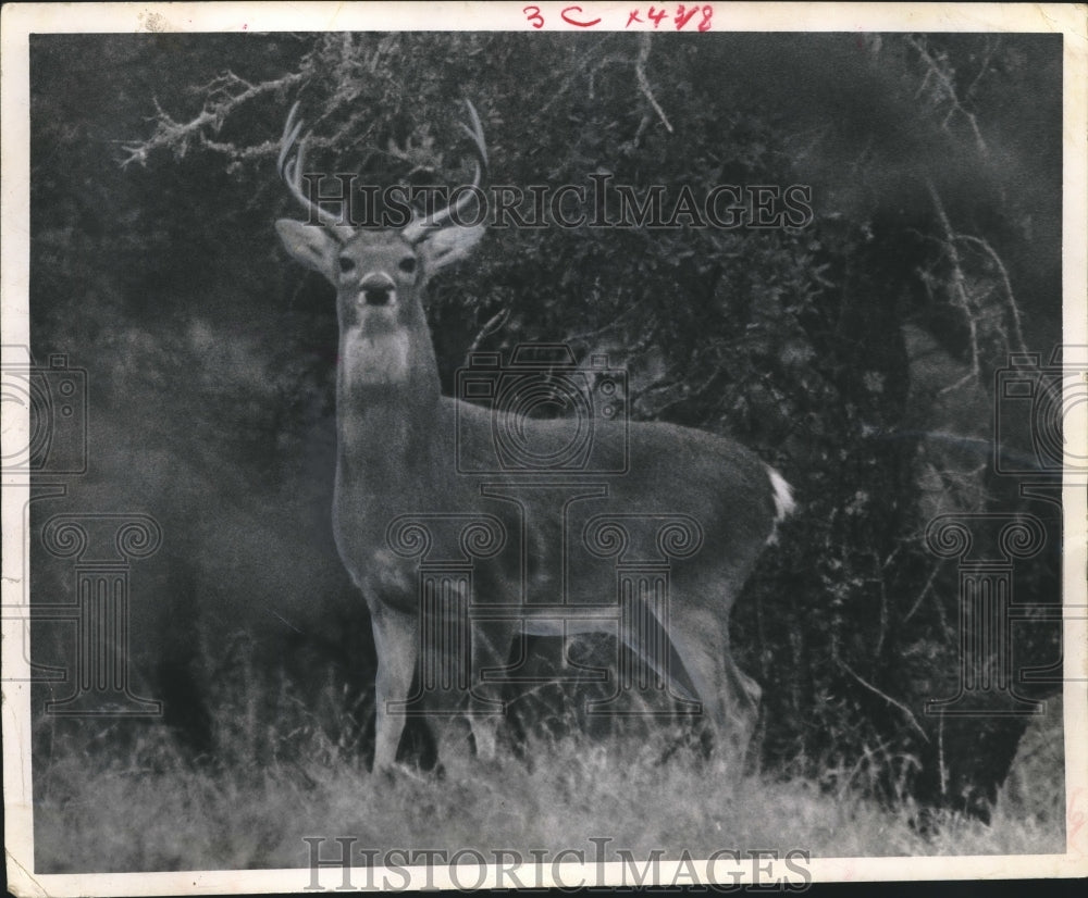 1967 Press Photo Buck standing in woods - Deer - hca17959 - Historic Images