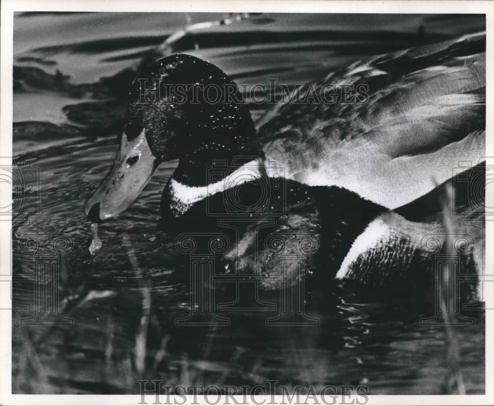 1969 Press Photo Colorful duck in the pond in Houston - hca18001 - Historic Images