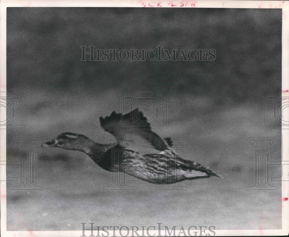 1968 Press Photo Mallard Hen in flight looking into blind - hca18006 - Historic Images