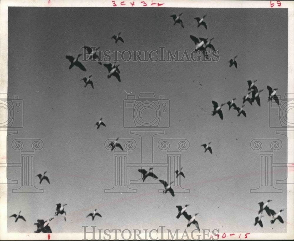 1968 Press Photo Flock of Ducks take flight in Texas - hca18007 - Historic Images