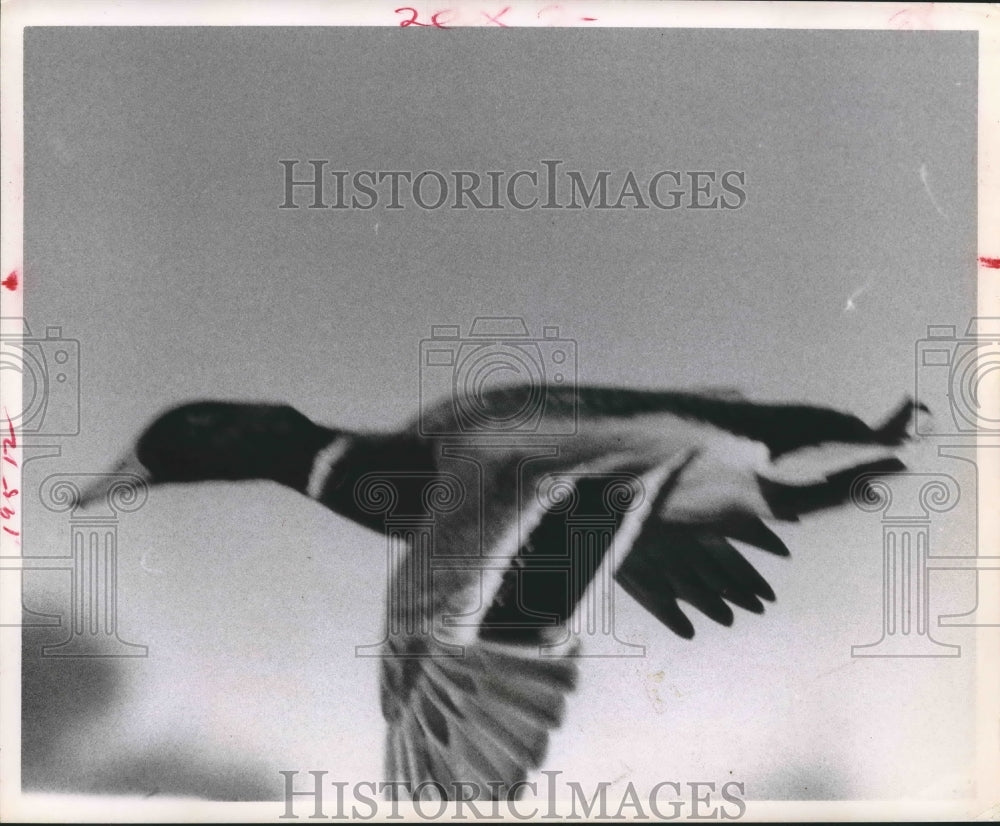 1968 Press Photo Greenhead Duck in flight - hca18008 - Historic Images