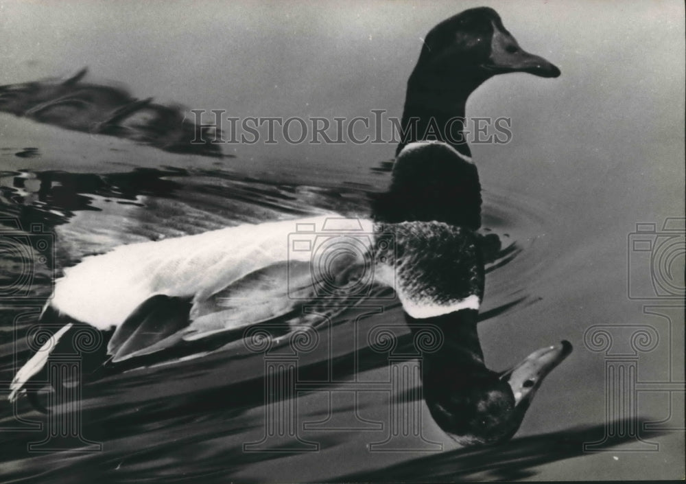 1969 Press Photo Duck And Reflection Floating In The Water. - hca18021 - Historic Images