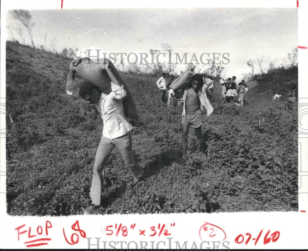 1979 Locals of The Dominican Republic Carry Food Bags Down Mountain - Historic Images