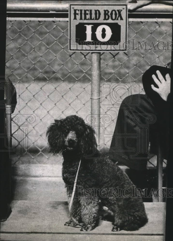 1964 Press Photo Jacque The Poodle At The Houston-Pittsburgh Baseball Game.-Historic Images