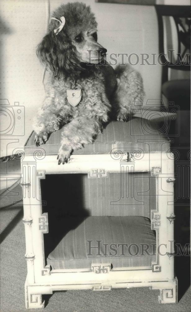 1969 Poodle Dog Sitting On The Table. - Historic Images