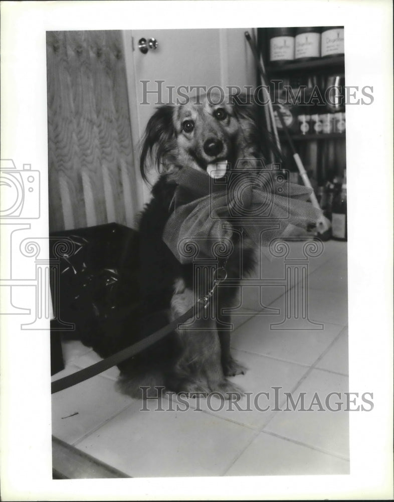 1988 Truffles the Dog Wears Bows Fashioned With Red Tulle, Houston - Historic Images