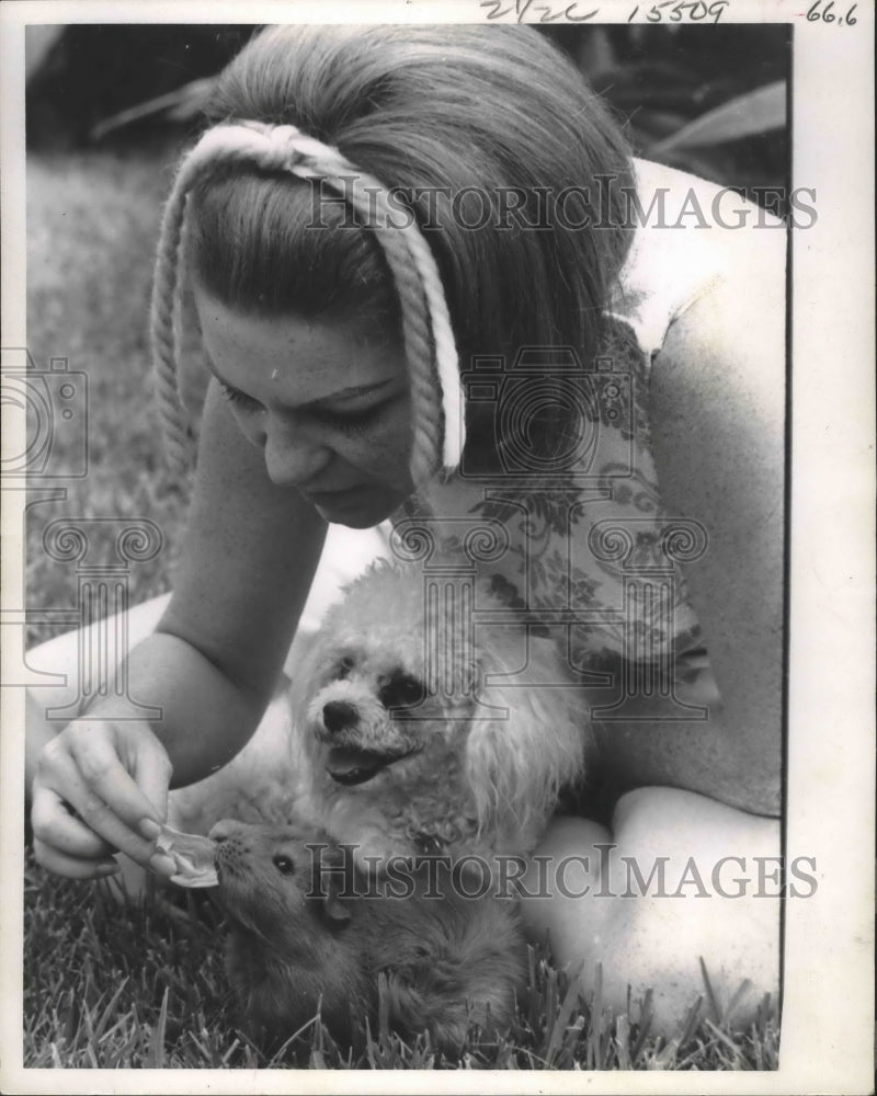 1969 Press Photo Betty Beemer Gives Guinea Pig A Treat While Her Dog FeFe Rests. - Historic Images