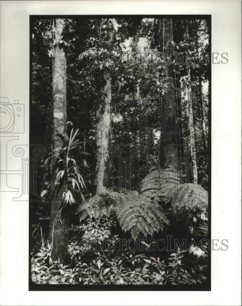 1987 Trees and the Nature on Dominica Island. - Historic Images