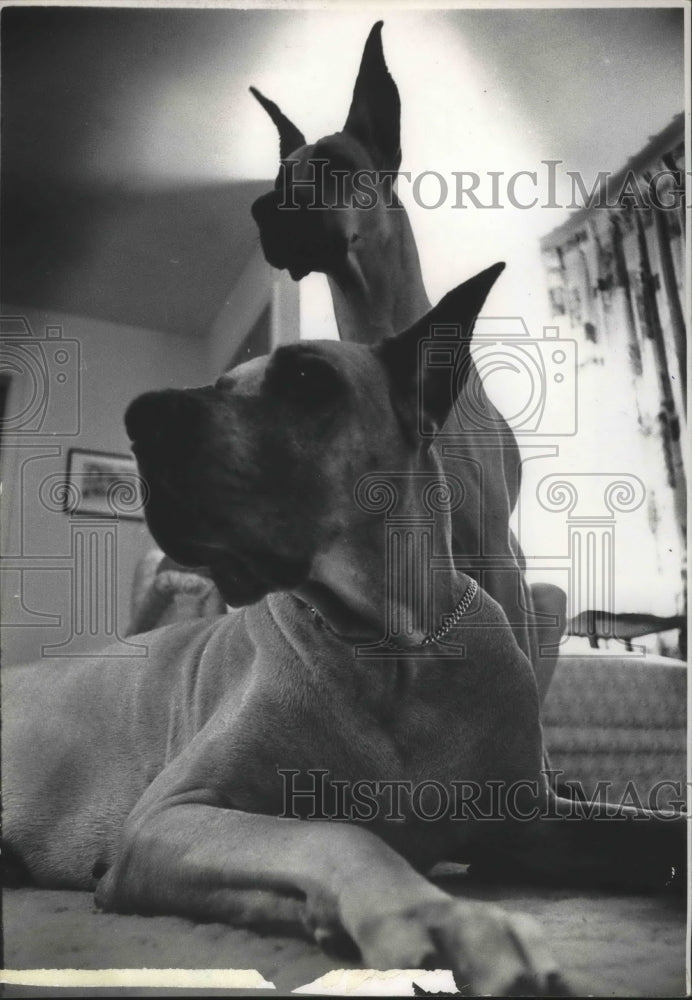 1964 Press Photo A Pair Of Great Dane Dogs Pets of Dr. &amp; Mrs. Hall - hca18337 - Historic Images