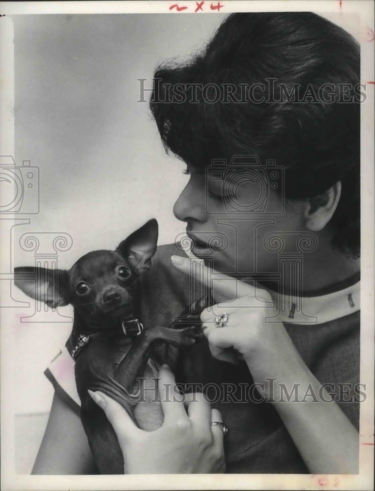 1966 Press Photo Peggy The Chihuahua With Its Mistress Mrs. David Watthuber.-Historic Images