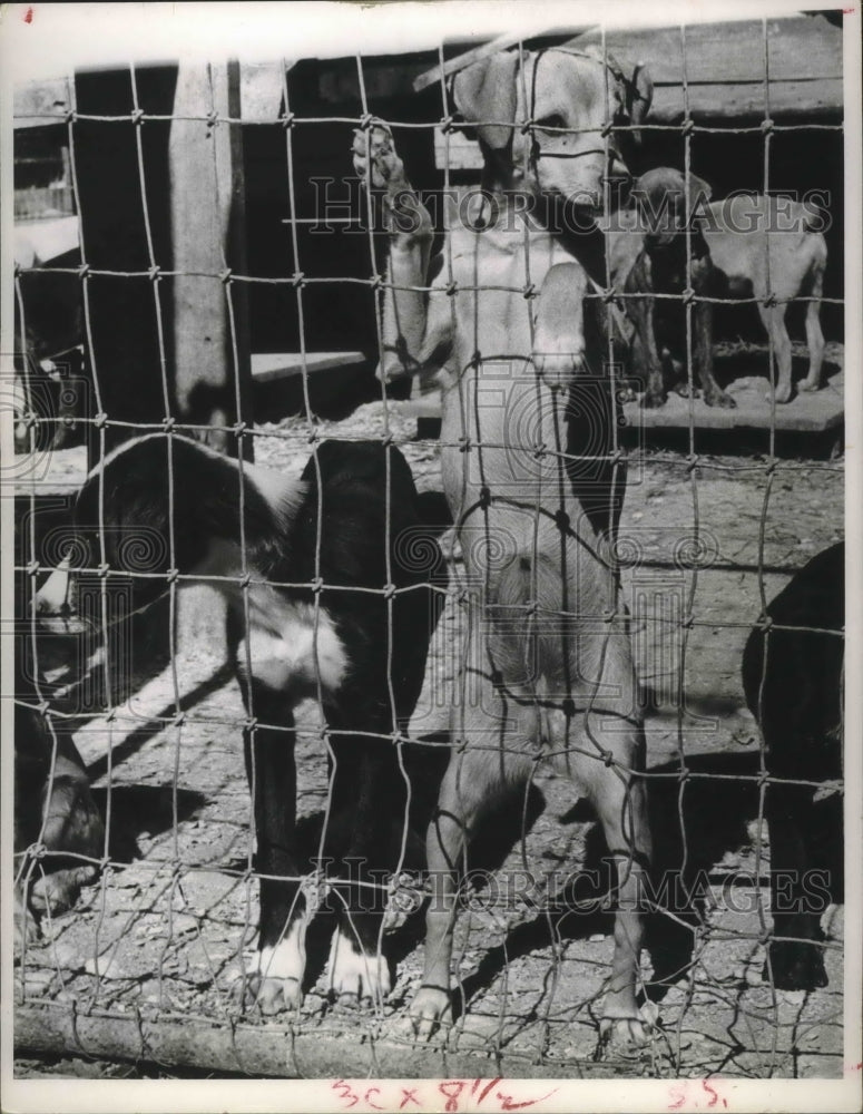 1960 Press Photo Dogs in the cage, Houston - hca18351 - Historic Images