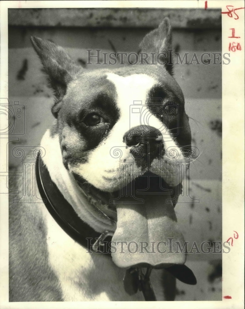 1986 Hot bulldog in downtown Houston - Historic Images