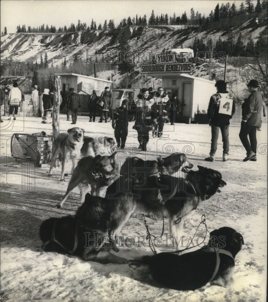 1971 Press Photo Sled dogs after a race on the Yukon River - hca18357 - Historic Images