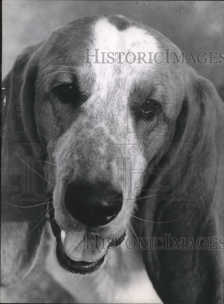 1967 Press Photo Bassett Hound at AstroWorld Series of Dog Shows - hca18359 - Historic Images