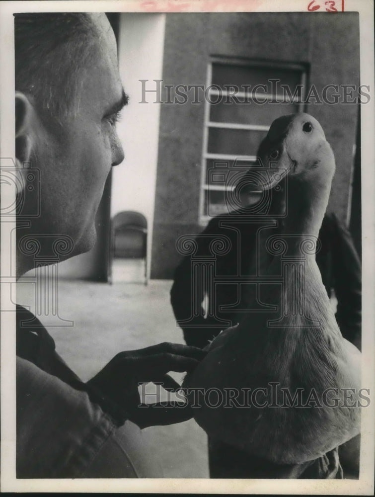 1964 Press Photo Duck found on bank of Buffalo Bayou near police headquarters - Historic Images