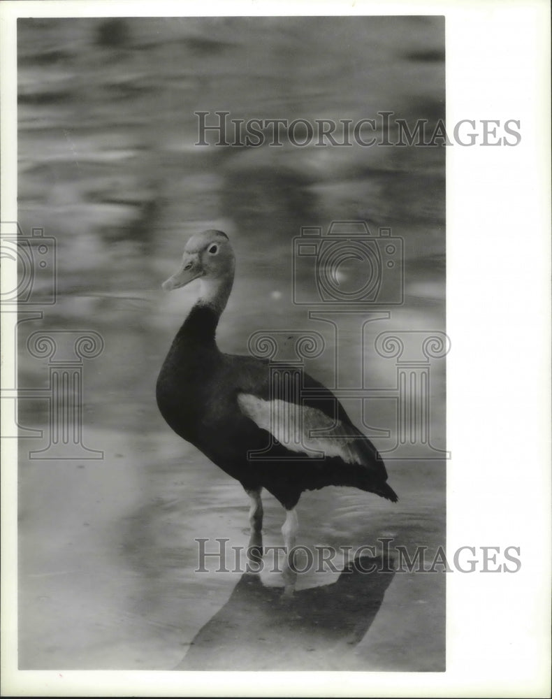 1988 Black Bellied Whistling Duck in Water. - Historic Images