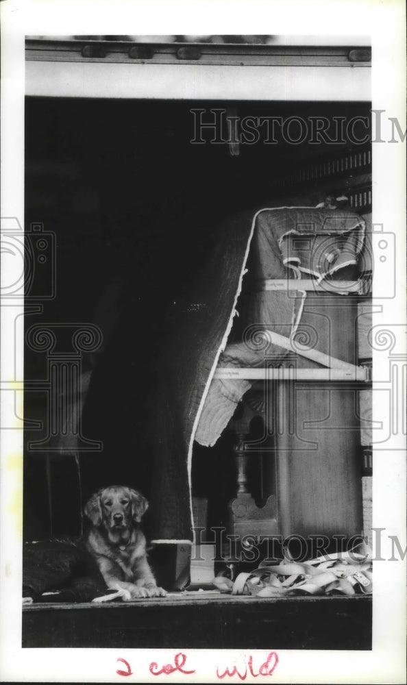 1989 Dog guarding piano and other items in a moving van, Houston - Historic Images