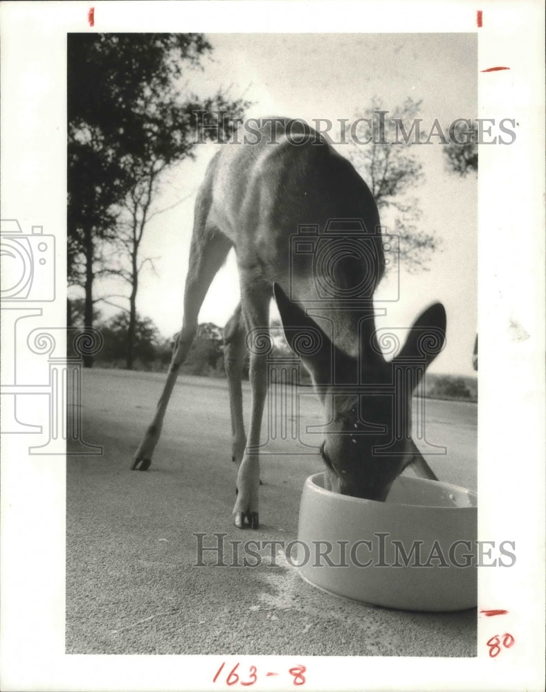 1981 Bambi, an orphaned Texas white tail deer - Historic Images