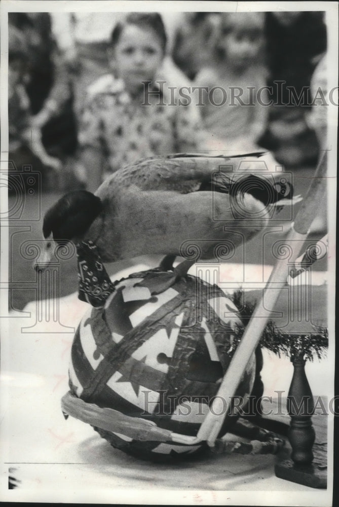 1978 Ducks Balancing Atop Balls In Front Of Children. - Historic Images