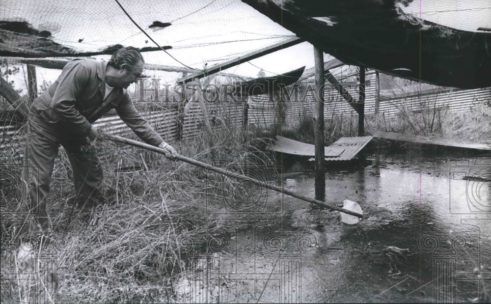 1973 Press Photo Aderhold nets frogs for Scientific research - hca18907 - Historic Images