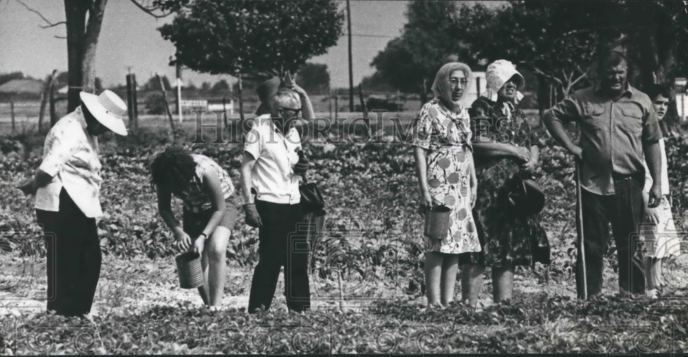 1967 Press Photo Pickers At The Froberg Strawberry Farms in Alvin, Texas. - Historic Images