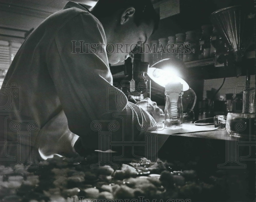 1966 Press Photo Bruce Hellman Records Data In University&#39;s Lab, On Fruit Flies. - Historic Images