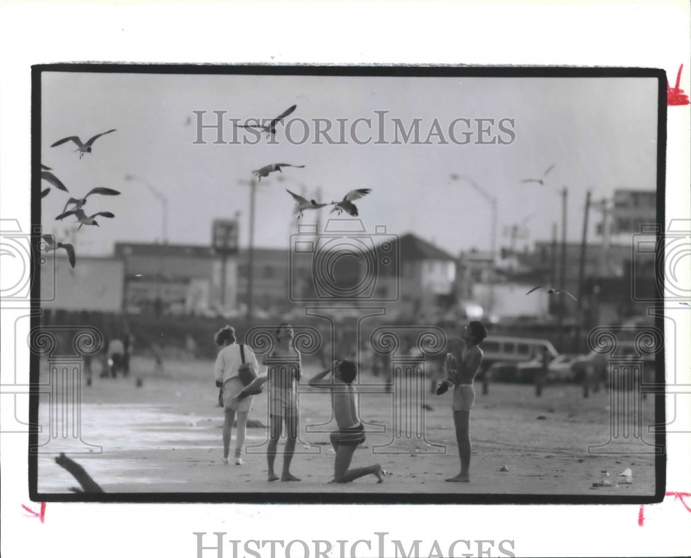 1988 Seagulls Beg Morsels From Tourists At Galveston Beach in Texas. - Historic Images