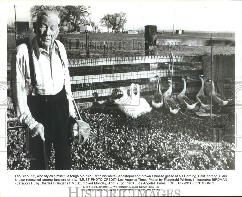 1984 Press Photo Leo Clark with Sebastopol &amp; brown Chinese geese, Corning, CA - Historic Images