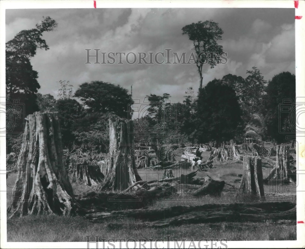 1989 Press Photo Tropical rain forests destroyed in Costa Rica - hca19104 - Historic Images