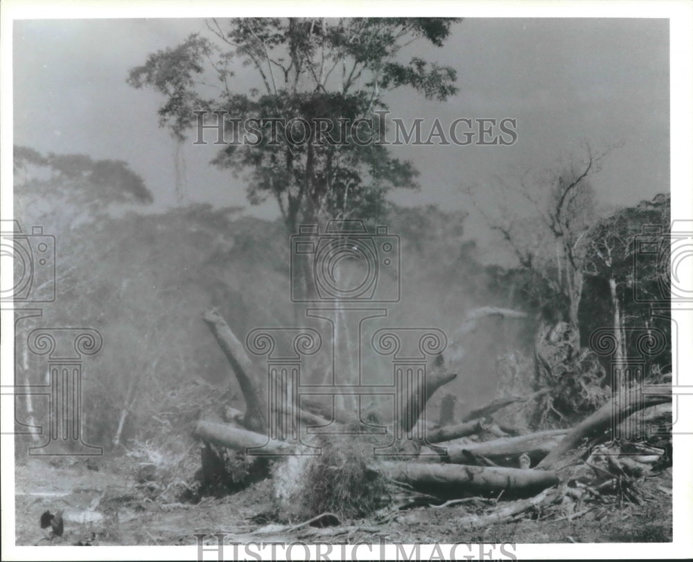 1988 Tropical Forests - Historic Images