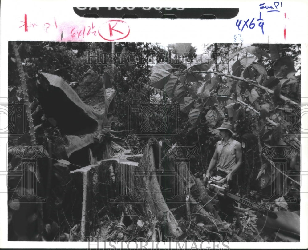 1988 Logger cuts huge tree in tropical forest - Historic Images