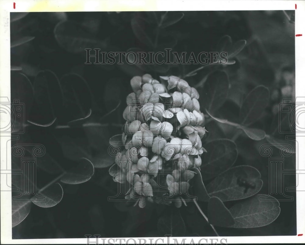 1988 Press Photo Texas Mountain Laurel Flower is A Native Plant To Houston. - Historic Images