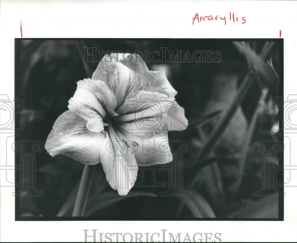 1990 Press Photo Easy-to-Grow Amarvllis Flower of Houston - hca19428 - Historic Images