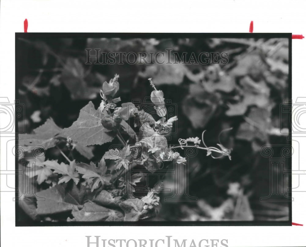 1989 Press Photo Turk&#39;s Cap Fall-Blooming Native Texas Perennial. - hca19429 - Historic Images