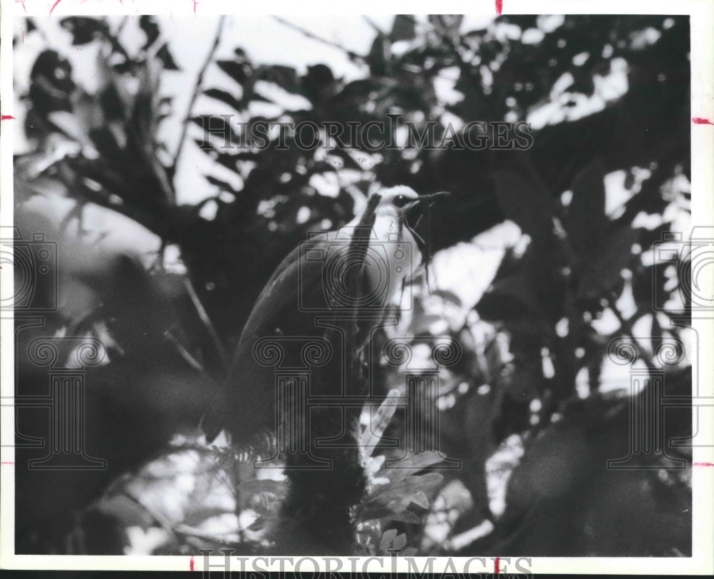 1988 Press Photo Endangered species bellbird at refuge in Monteverde, Costa Rica - Historic Images