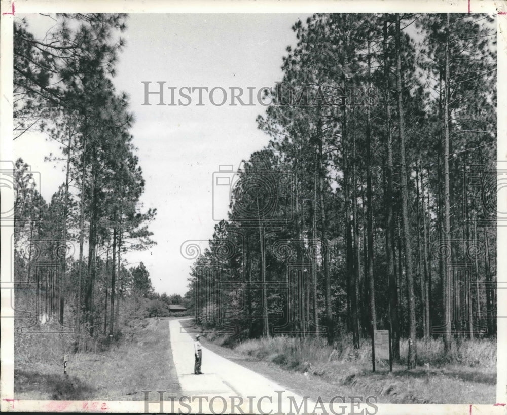 1967 Press Photo E.O. Siecke State Forest, Texas - hca19467 - Historic Images