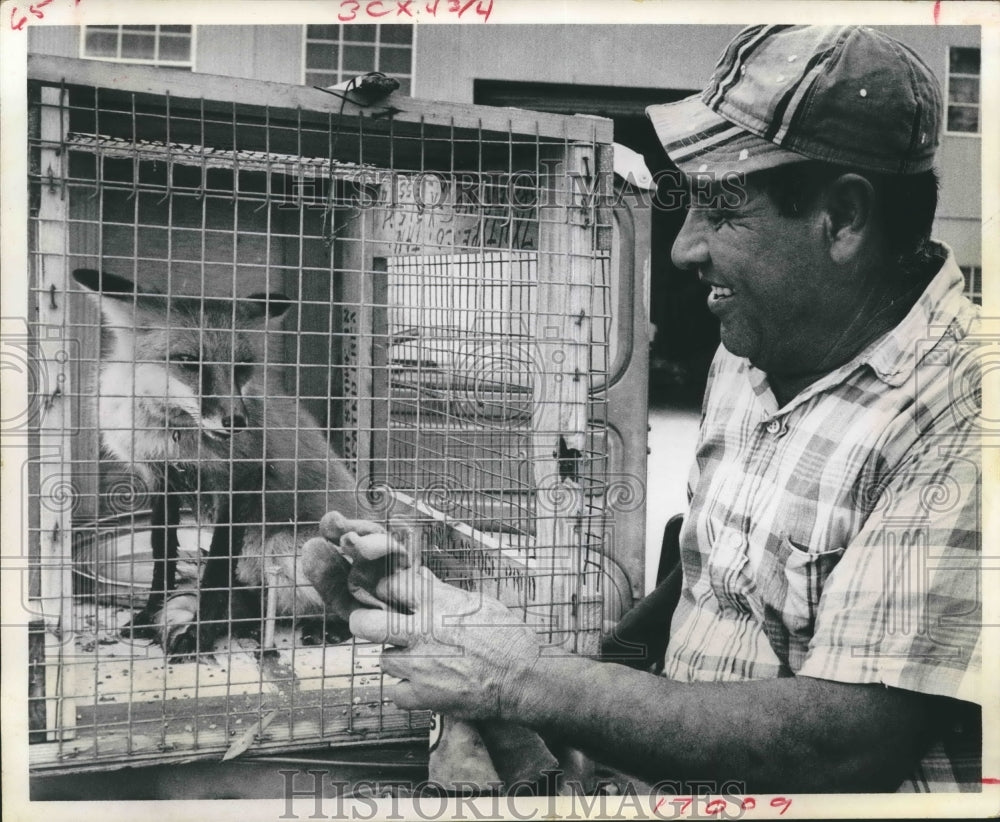 1967 Press Photo Lucio Vasquez with a Red Fox at University of Houston - Historic Images