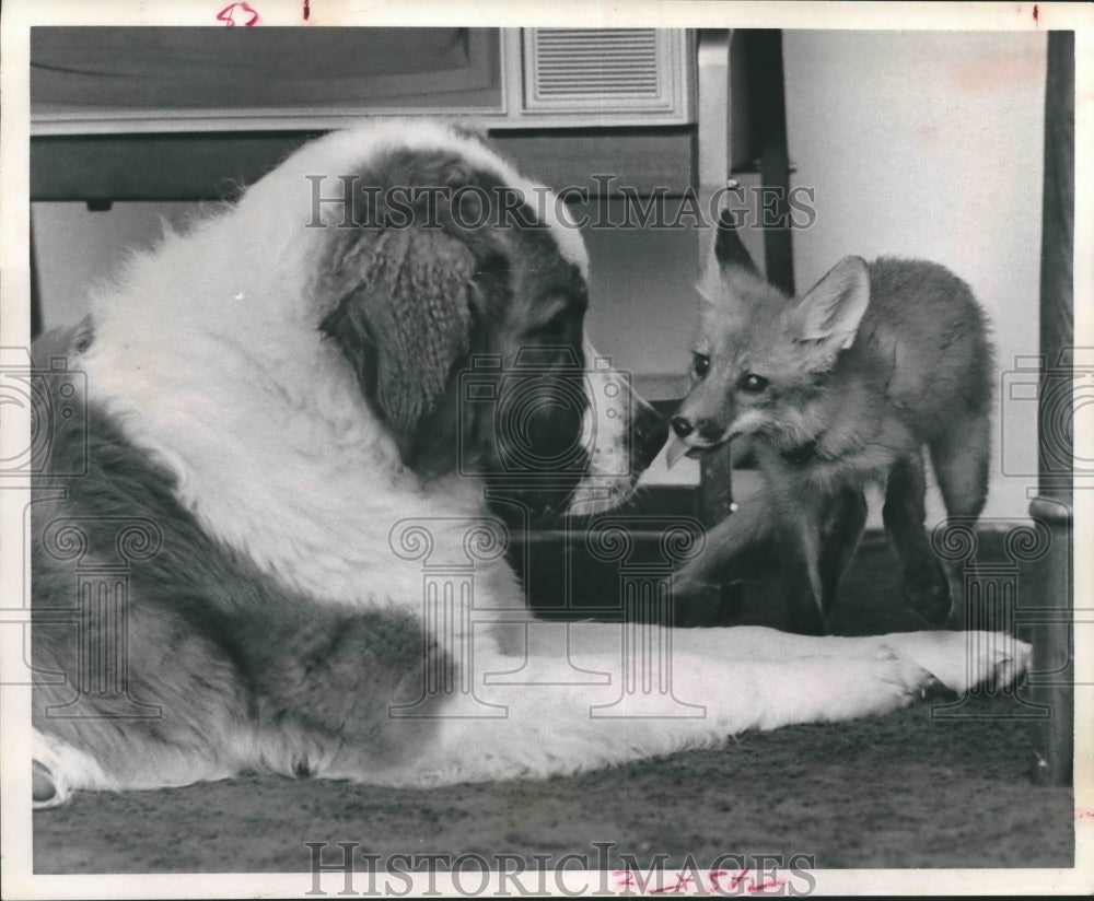 1972 Pet fox and a St. Bernard are friends in Pasadena-Historic Images